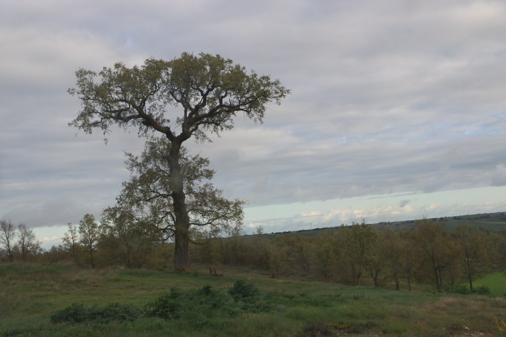 Una técnica 3D distingue el estado de salud de árboles y de los arbustos con imágenes de&nbsp;satélite