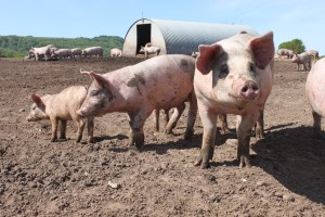 El curso ofrecerá una visión integral sobre los sistemas de asesoramiento, abordando temas clave como la reciente reforma de la Política Agraria Común (PAC) y aspectos relevantes para el desarrollo del sector. Entre los temas que se tratarán se encuentran: Características principales del Plan Estratégico de la PAC 2023-2027. Políticas de desarrollo rural y su impacto. Fomento de la innovación y digitalización en el sector. Cuestiones medioambientales esenciales. Iniciativas del MAPA en apoyo a mujeres y jóvenes en el medio rural. Casos prácticos de asesoramiento en explotaciones. Detalles del curso Dirigido a asesores de explotaciones en activo, agricultores, técnicos de oficinas comarcales agrarias, cooperativas y otros profesionales interesados en el ámbito rural, el curso se impartirá de manera virtual los días 4, 5, 7, 11, 12 y 14 de noviembre en horario de mañana, de 9 a 15 horas. Además, los participantes podrán acceder a grabaciones y materiales disponibles las 24 horas a través de una plataforma de teleformación. Inscripciones abiertas hasta el 31 de octubre Las personas interesadas pueden formalizar su inscripción antes del 31 de octubre, a través del enlace disponible en el calendario del Plan de Formación 2024 del MAPA. ¡No pierdas esta oportunidad de capacitarte y mejorar tus conocimientos en el sector agroganadero! Este enfoque optimiza el contenido con palabras clave relevantes como "curso gratuito", "asesoramiento a explotaciones agrícolas y ganaderas", "Política Agraria Común (PAC)" y "formación continua", mejorando su visibilidad en buscadores.
