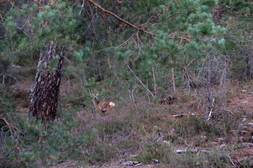 La comisión de Agricultura dictamina el convenio de colaboración con la Asociación Forestal de Soria para el fomento de iniciativas de desarrollo agroecológico en las zonas de montaña de la&nbsp;provincia