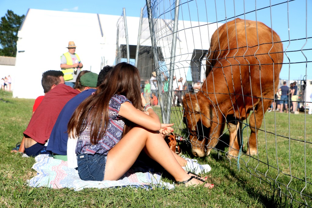 Castilla y León adelanta 90,6 millones de euros en ayudas de la PAC para ganadería y desarrollo&nbsp;rural