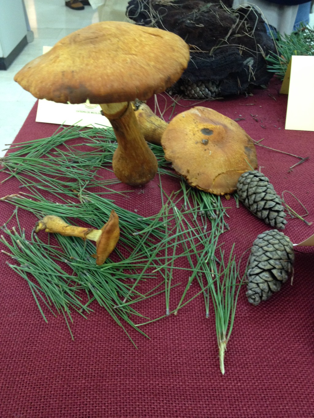 ‘Conoce los hongos de Ávila’ realizará tres sendas prácticas y un taller de&nbsp;cocina