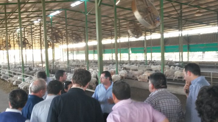 Soria reparte 180 ejemplares selectos de raza autóctona procedentes del Campo Agropecuario de San Esteban de&nbsp;Gormaz