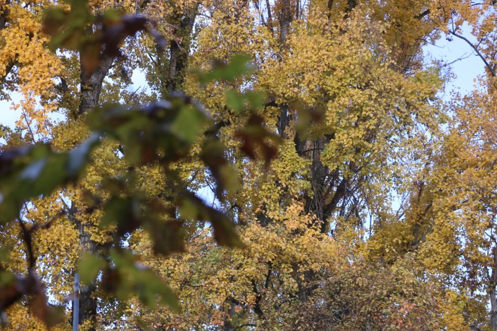 Ya pueden presentarse las candidaturas a la IV Convocatoria de los Premios Provinciales de Medio&nbsp;Ambiente