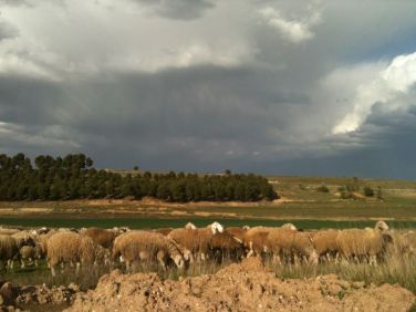 ovejas-campo