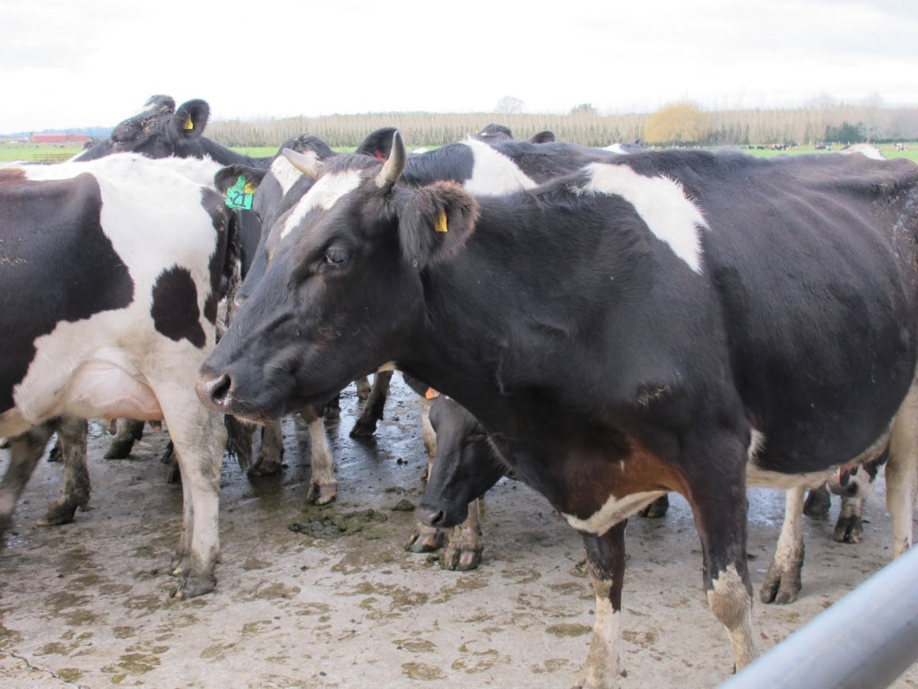 EL INIA desarrolla vacunas que inducen la protección completa frente al virus de la lengua&nbsp;azul