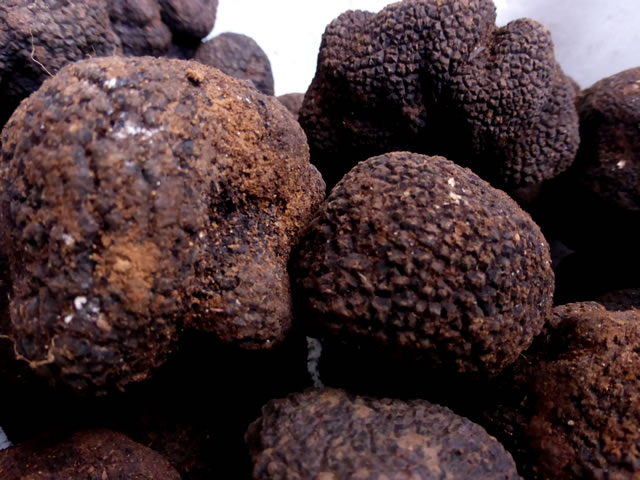 trufa-negra-bacteria-aroma-sabor-trufas-del-senorio