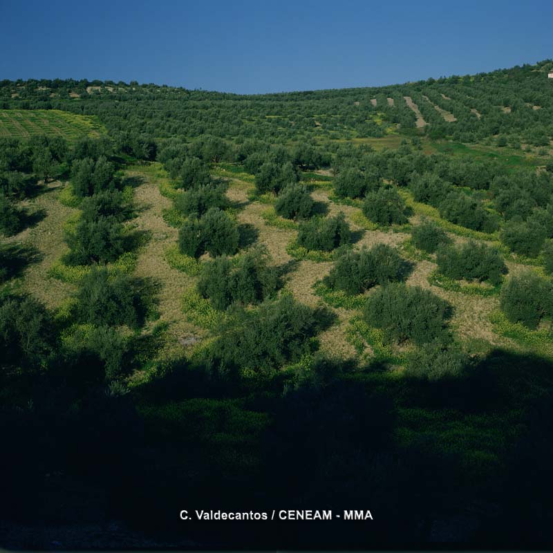 Las exportaciones de aceite de oliva de la campaña 2016/17 alcanzan nuevo record de facturación superando en más de 600 millones de euros la campaña&nbsp;anterior