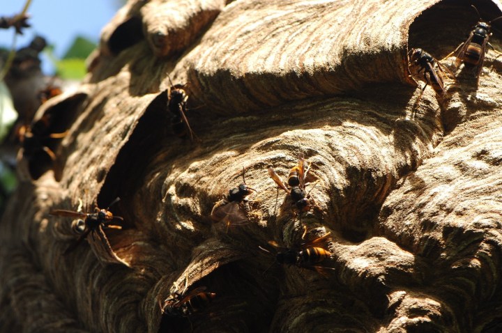 La Junta de Castilla y León pone en marcha una Red de Vigilancia de la Vespa&nbsp;velutina