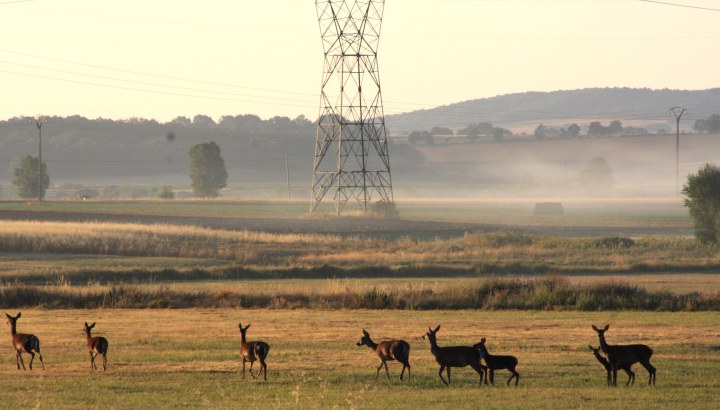 La Comisión de Caza delimita los días hábiles para la media veda durante esta&nbsp;temporada