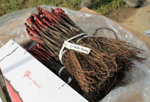 30-Mayo-2016 (Plantación viñedo experimental en la ULE)-04.tamaño grande (500x500)