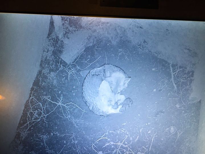 Dakota+en+la+lobera+con+los+dos+cachorros