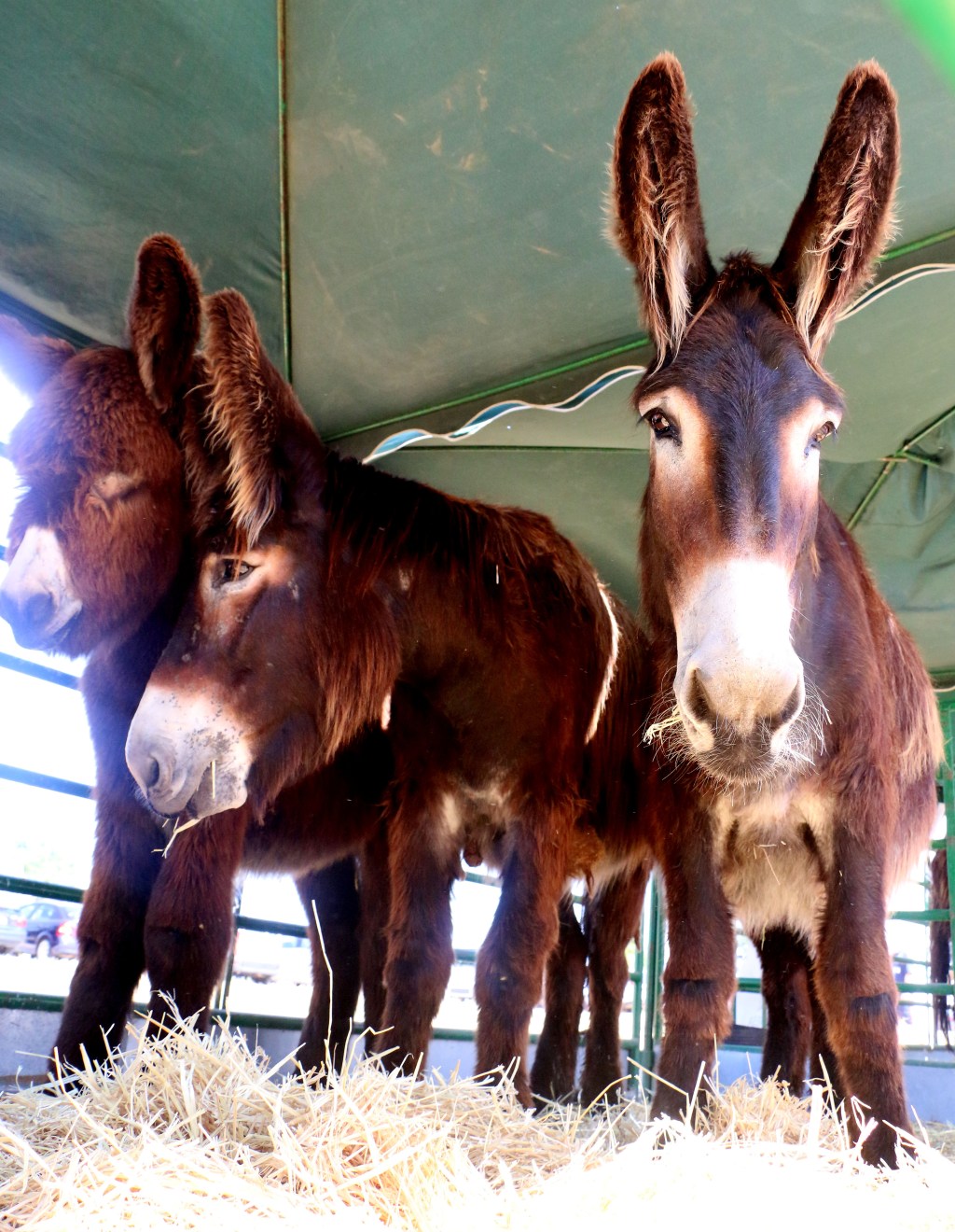 BULEZA, nueva cooperativa zamorana dedicada a la leche de burra Zamorano-Leonesa, recibe una ayuda de 50.000&nbsp;euros