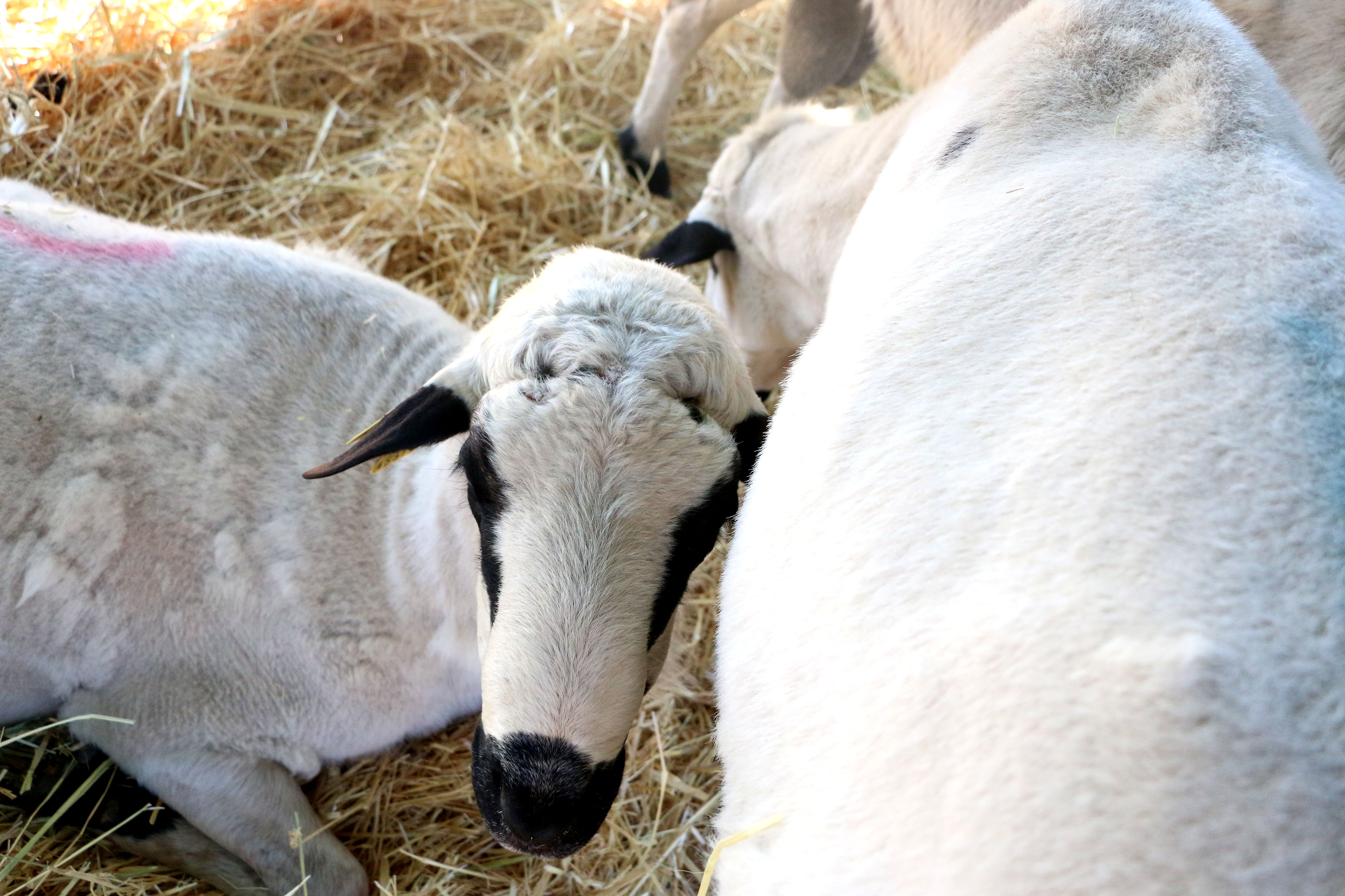 El sector ovino de Castilla y León atraviesa una crisis con caída de producción, ganaderos y rentabilidad. Urcacyl pide contratos justos y estables que cubran costes y aseguren el futuro de las explotaciones.
