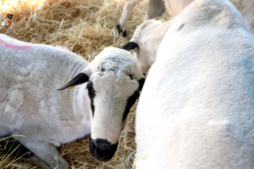 OVIARAGON, con actividad en Castilla y León, reconocida como Entidad Asociativa&nbsp;Prioritaria