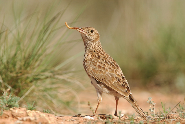 La Comisión Europea concede a Soria el proyecto Life Ricotí para trabajar en la conservación y mejora de las poblaciones de la alondra del sur de la&nbsp;provincia
