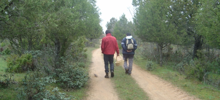 Montes de utilidad pública de 37 municipios y de cuatro comunidades de villa y tierra estarán incluidos esta temporada en el proyecto&nbsp;Myas