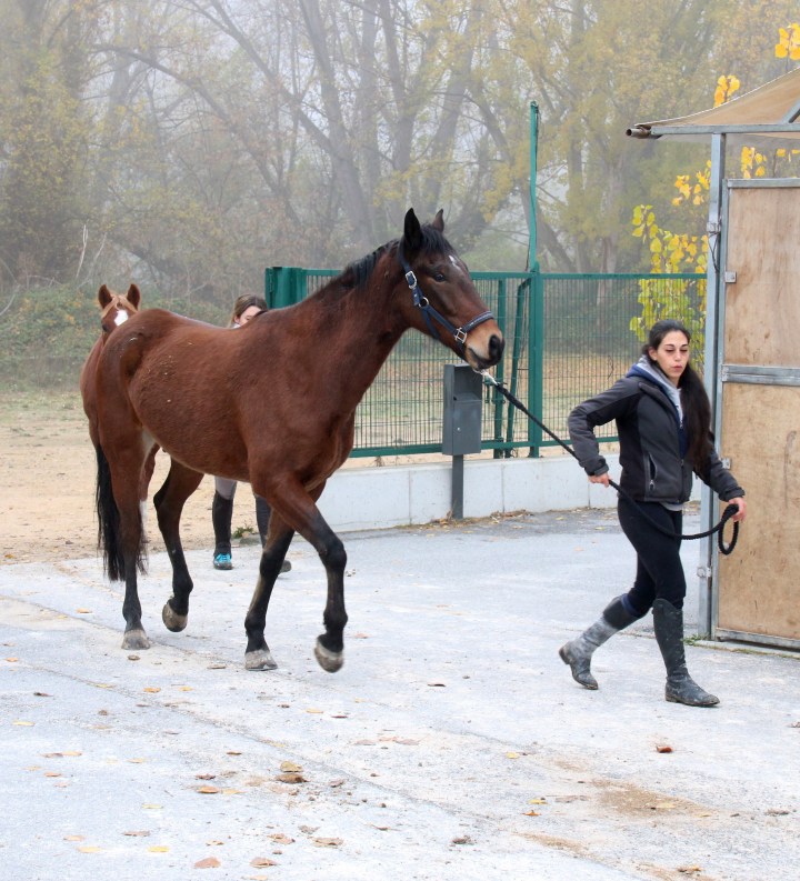 El Gobierno actualiza el sistema de identificación y registro de los animales de la especie&nbsp;equina