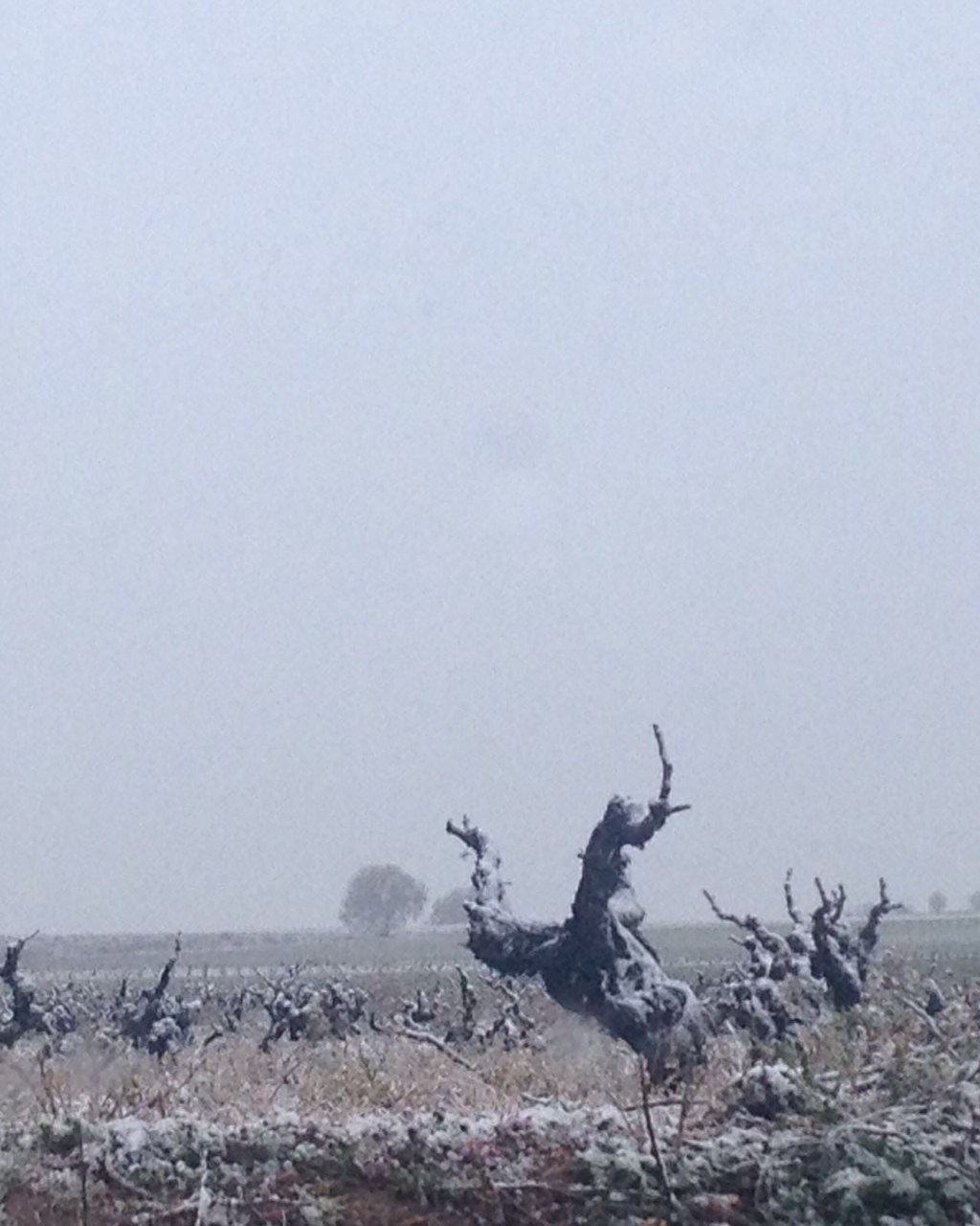 Investigadores del Itacyl trabajan en la identificación de variedades de interés enológico de la zona transfronteriza con Portugal vecino usando tecnología puntera, como narices y lenguas&nbsp;electrónicas