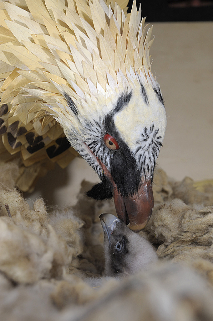 170202quebrantahuesosenelcriahfcqlife_tcm7-446236_noticia