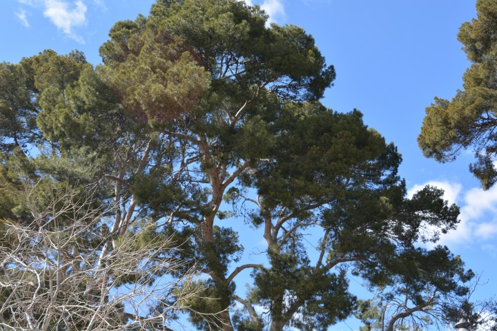La caída de árboles peligrosos se puede prevenir, según la Cátedra de Micología de la&nbsp;UVa
