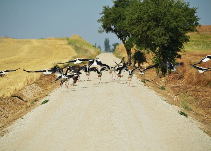 Finalizadas las obras en el tramo Palencia – Castromocho del Camino Natural sobre el antiguo trazado del tren secundario de&nbsp;Castilla