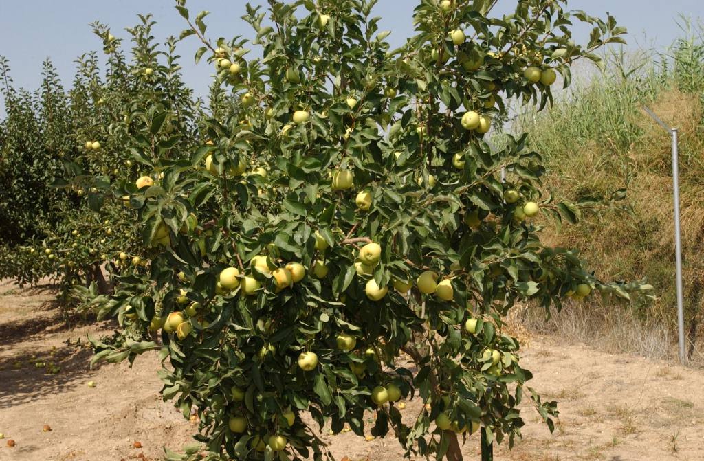 El Gobierno reduce el IRPF a los productores de cereales, leguminosas, patata, fruta de hueso, bovino de leche y ganadería&nbsp;extensiva