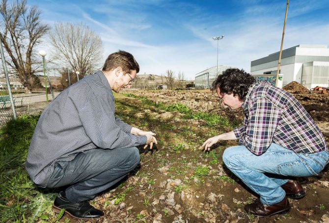 La UBU ensaya en once parcelas cómo atraer abejas para polinizar el&nbsp;girasol