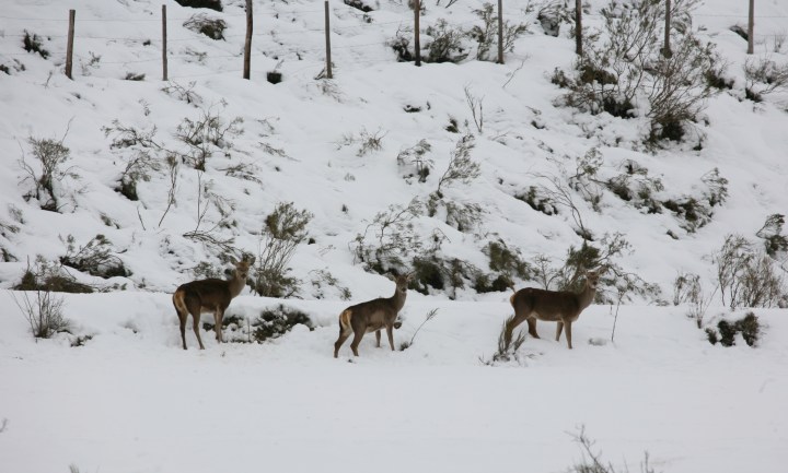 ciervos montaña Palentina