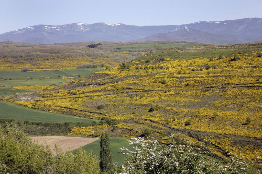 La Entidad Estatal de Seguros Agrarios participa en la Comisión Territorial de Seguros Agrarios de Castilla y León para analizar la situación de la&nbsp;sequía