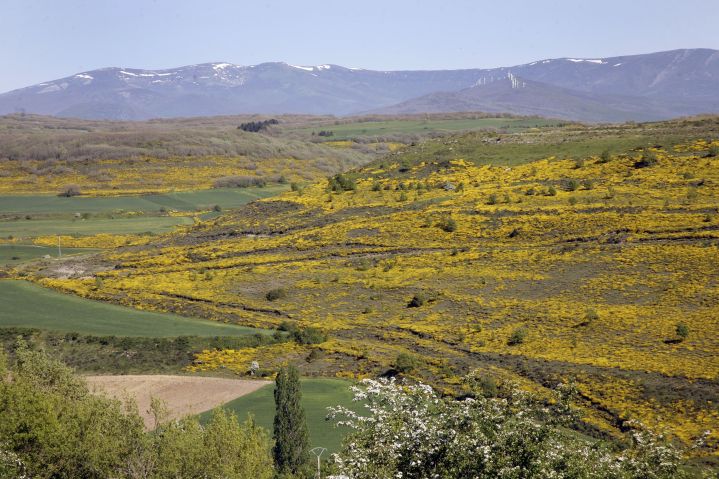 La Entidad Estatal de Seguros Agrarios participa en la Comisión Territorial de Seguros Agrarios de Castilla y León para analizar la situación de la&nbsp;sequía