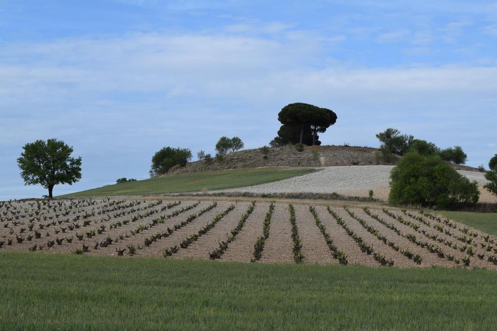 Un total de 154 proyectos de bodegas para promocionar sus vinos en terceros países contarán con una ayuda de 6,2 millones de&nbsp;euros