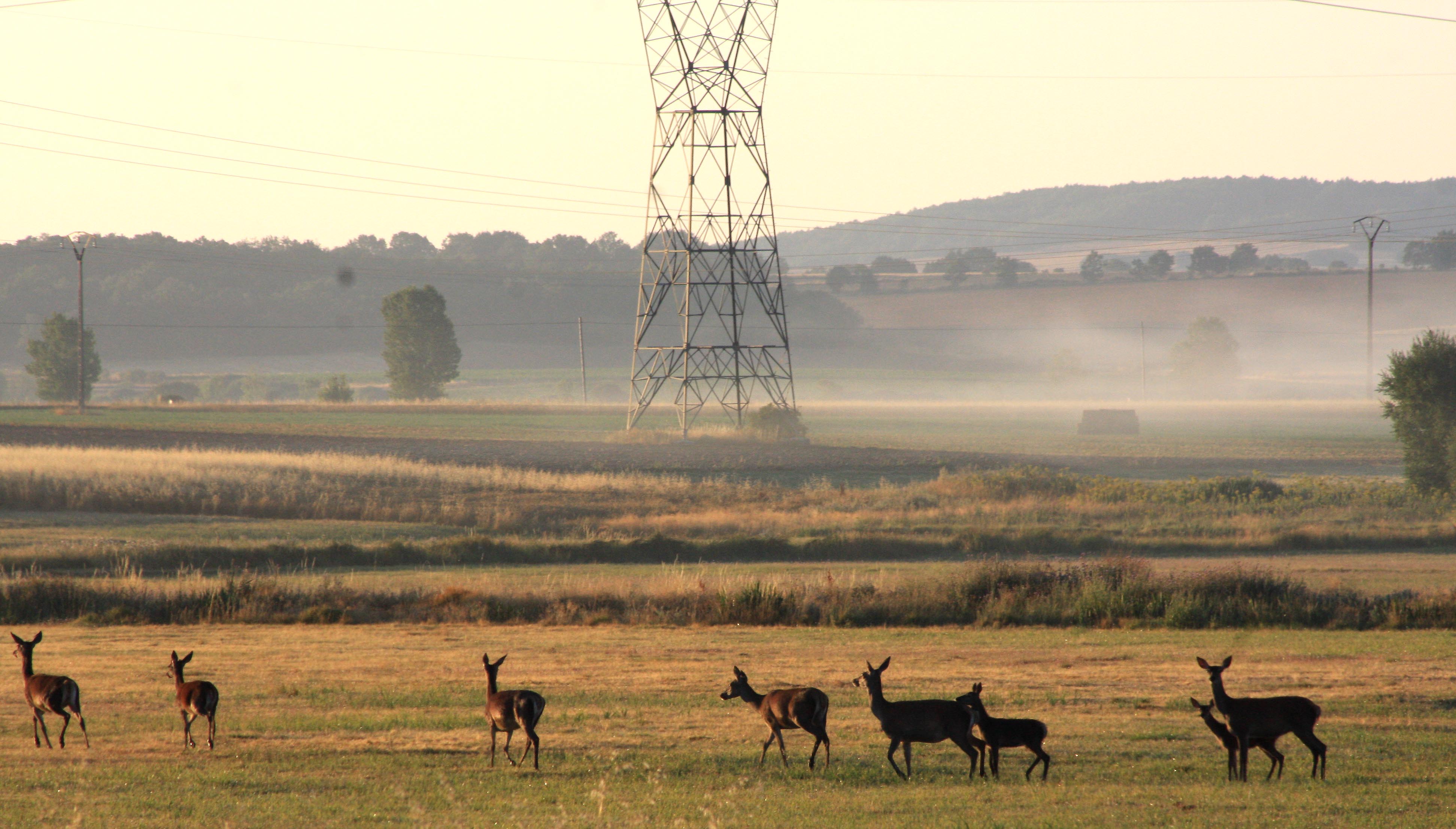 ciervos, medio ambiente, montaña palentina,