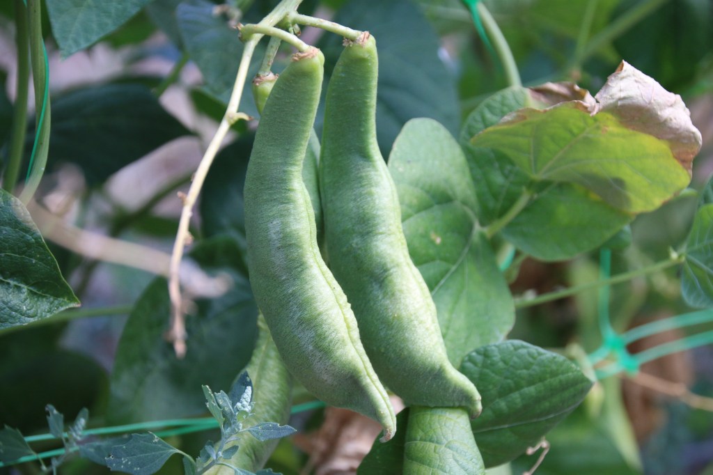 La Granja acoge este fin de semana el VII Concurso de Tapas del&nbsp;Judión