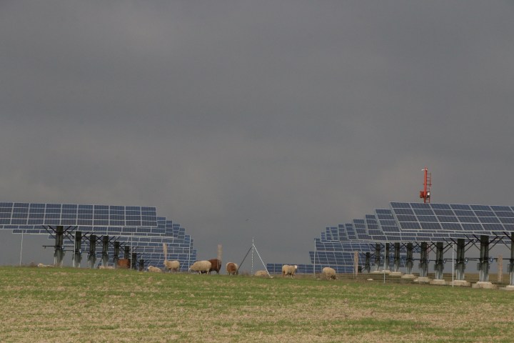 ovejas paneles solares 12.jpg