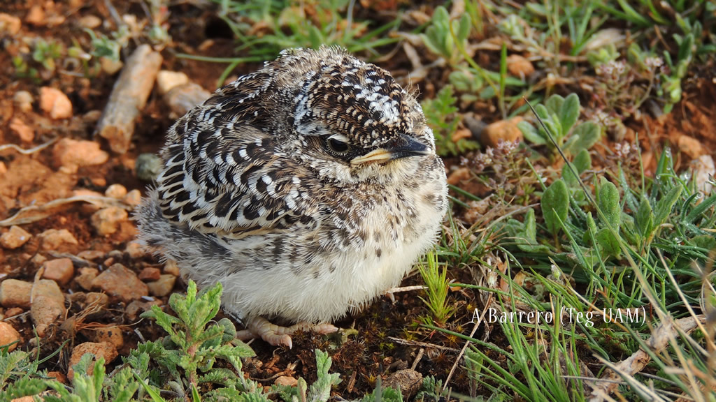 ‘Ricotí que te&nbsp;ví’
