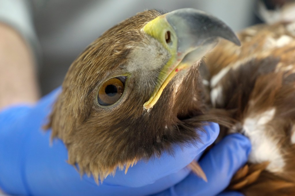 La red de centros de atención de fauna silvestre de la Comunidad registró y atendió a más de 2.500 animales en&nbsp;2017