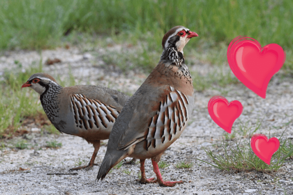 Perdices 'felices'.preview.png