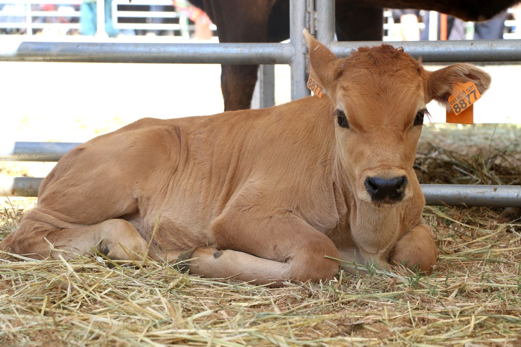 Castilla y León, primera comunidad que paga el anticipo de 2017 de la ayuda asociada para las explotaciones de cebo de&nbsp;terneros