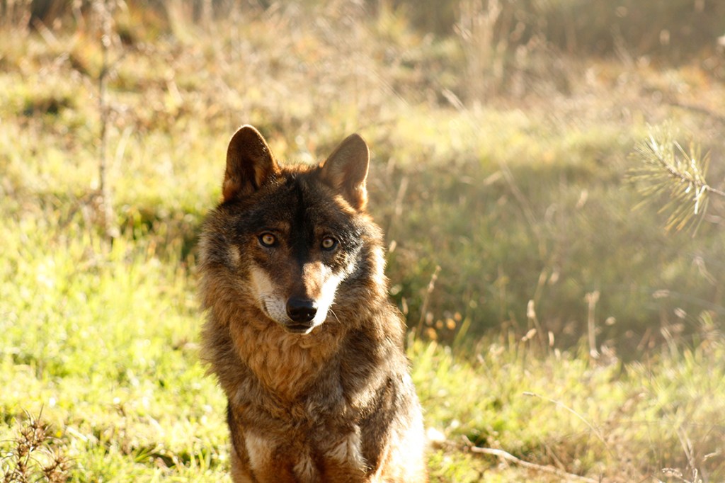 ‘Pastando con lobos’