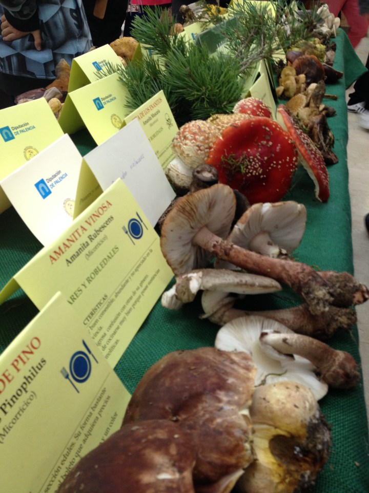 La Cátedra de Micología de la UVa recibe 15.000 euros de la Diputación de&nbsp;Palencia