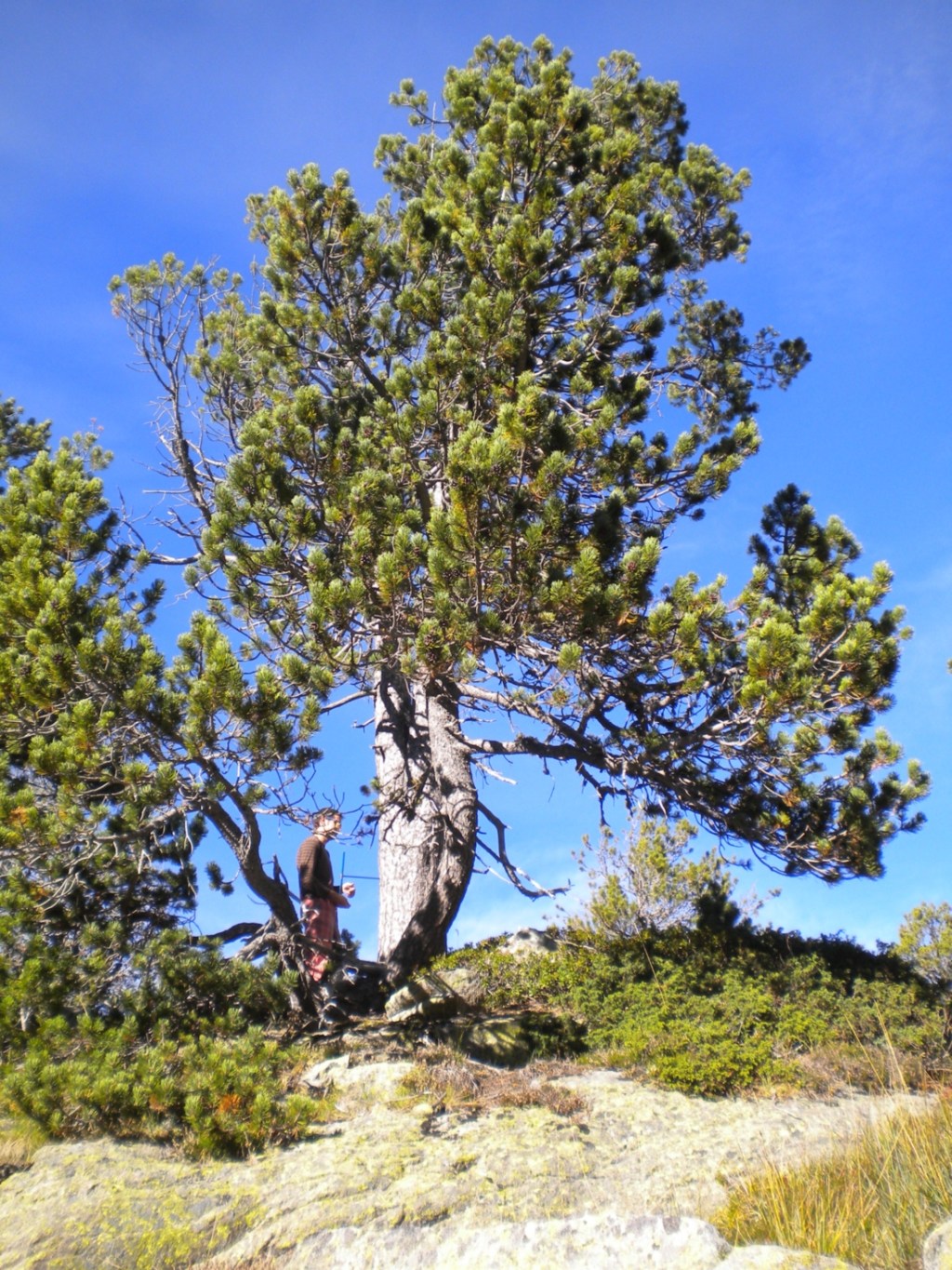 Los pinos negros del Pirineo se expanden con mayor rapidez de lo habitual por el cambio&nbsp;global