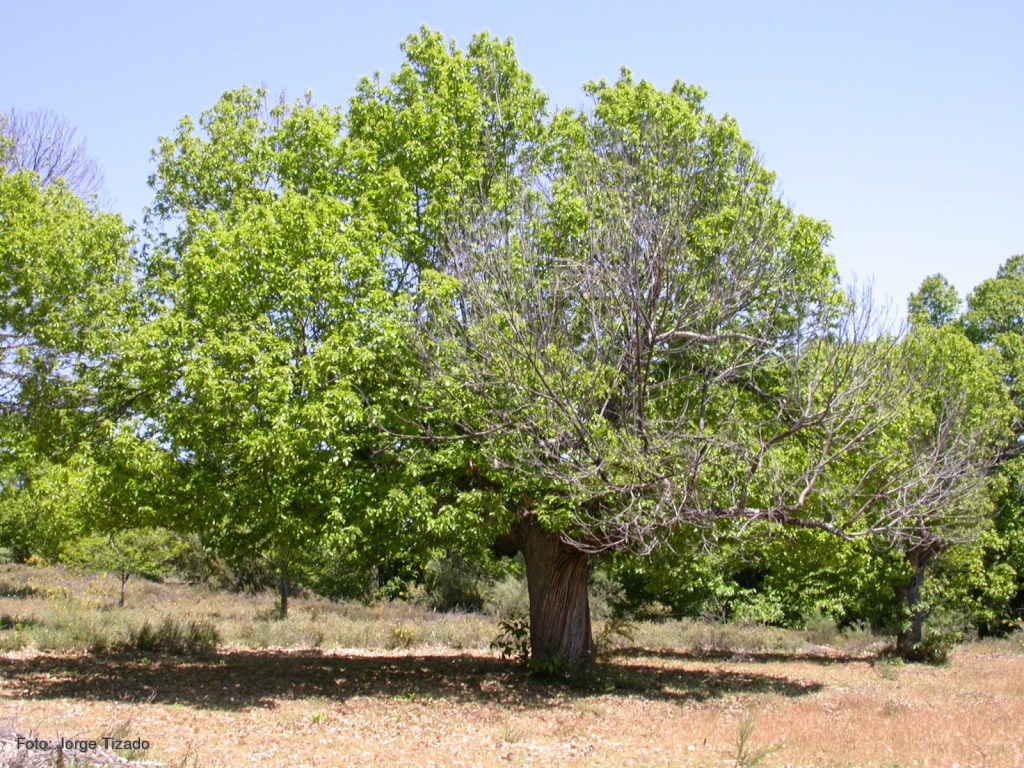Un nuevo proyecto europeo lucha contra las plagas de la&nbsp;dehesa
