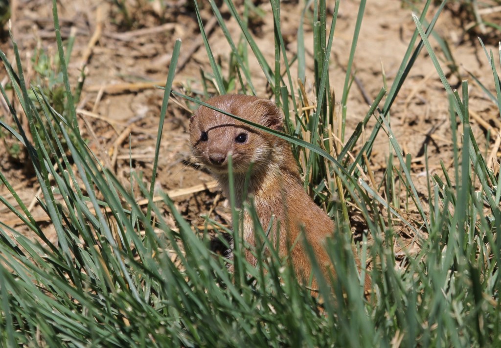Las poblaciones de comadrejas y topillos aumentan cada tres&nbsp;años