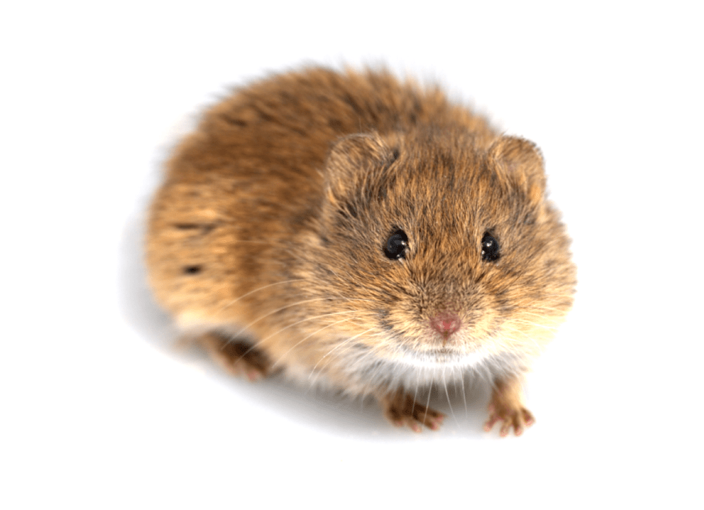 Las poblaciones de topillos modulan el riesgo de tularemia en el medio&nbsp;agrario