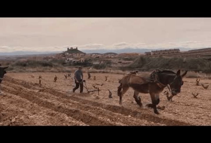 Uno de los Viñedos Singulares reconocidos por el Ministerio es de Bodega Carlos&nbsp;Moro