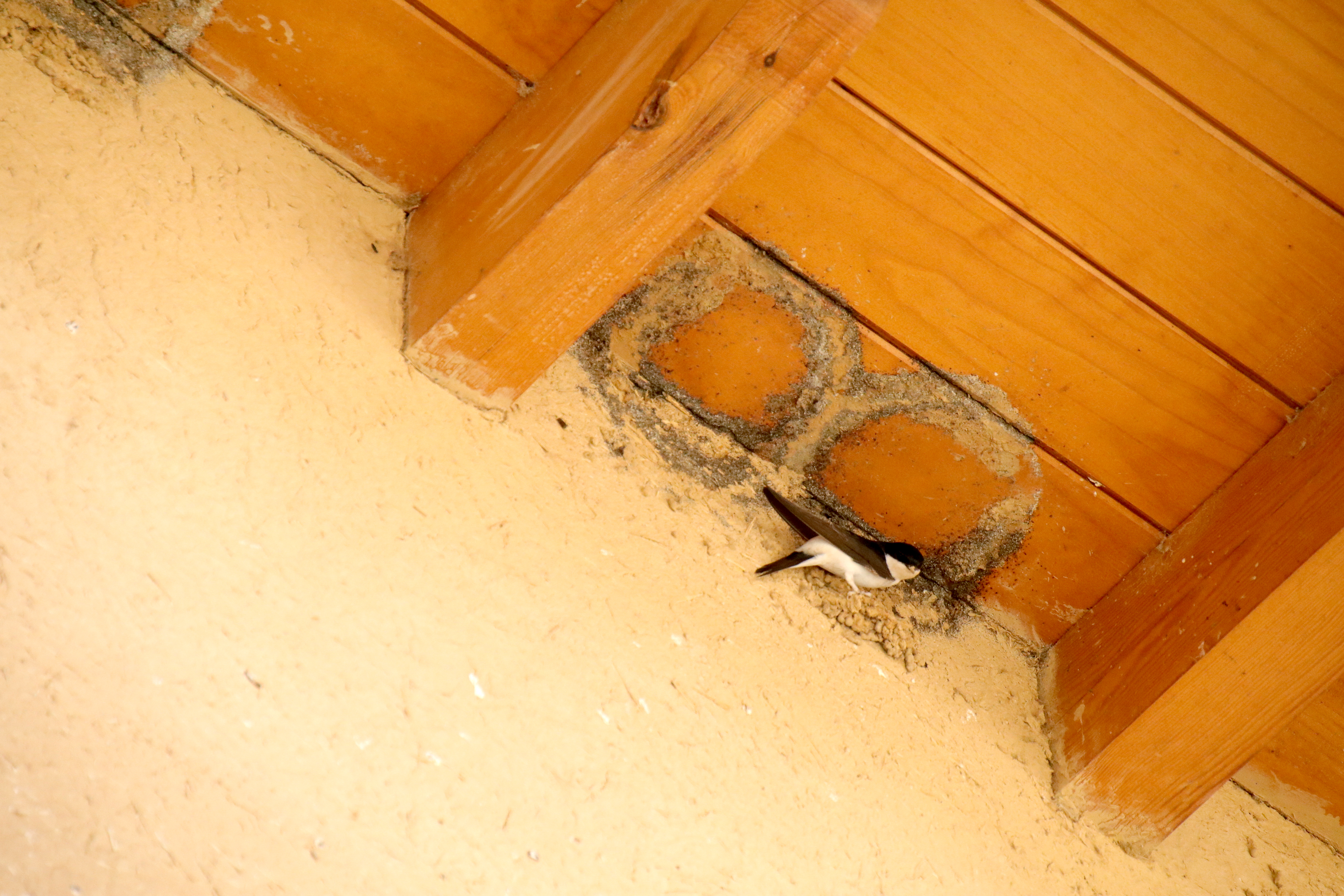 El Museo de la Ciencia de Valladolid organiza actividades gratuitas sobre ornitología, con documentales, talleres de observación de aves y charlas para descubrir la biodiversidad local.