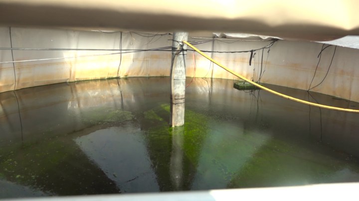 Un estudio indica que las microalgas pueden ser utilizadas como biofertilizantes