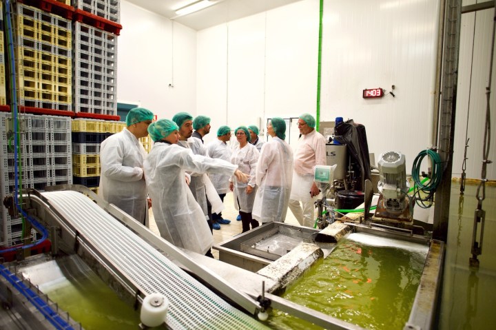 BosqueModeloPalencia2