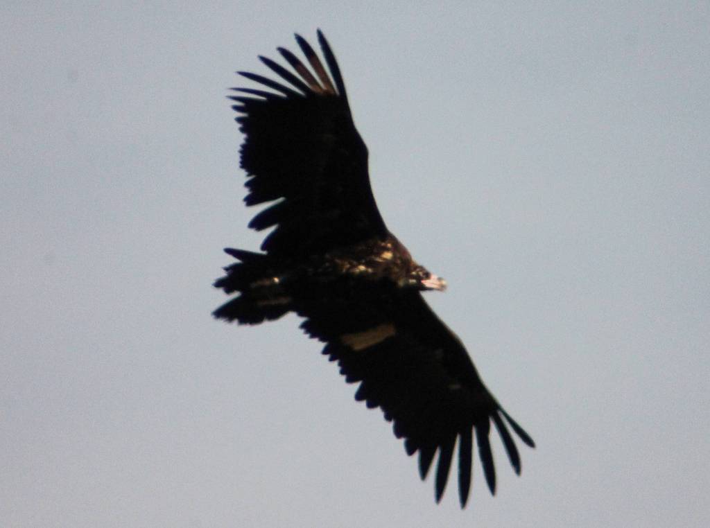 Trece buitres negros recobran la libertad en la Sierra de la Demanda&nbsp;burgalesa
