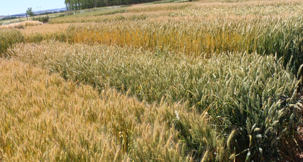 El ITACyL participa en el III Simposio Español de Fisiología y Mejora de Cereales&nbsp;(SEFiMeC)